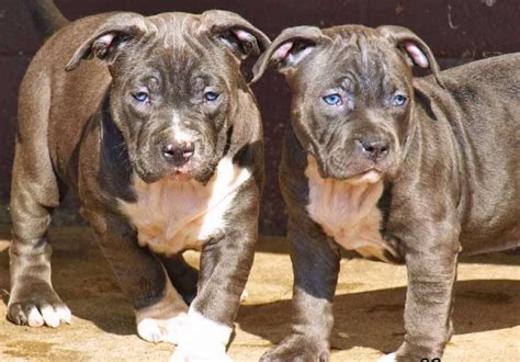 Blue Nose Pitbull Puppies AKC PAPERS for sale in Houston, Texas. . Pitbull puppies for sale in houston